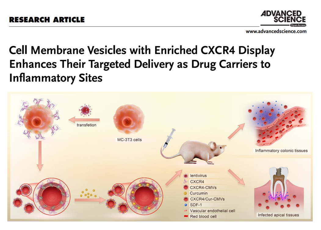 我院夏斌、邓旭亮研究团队发表炎症靶向基因工程细胞微囊泡研究成果
